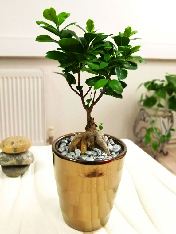 Bonsai Minik Aa