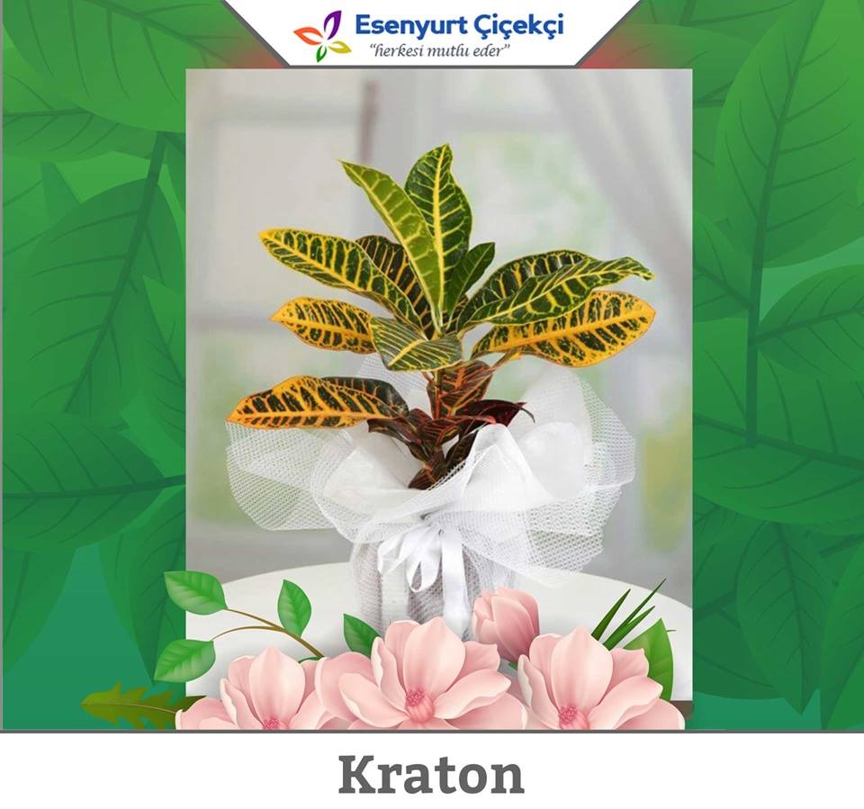 kraton-bitkisi