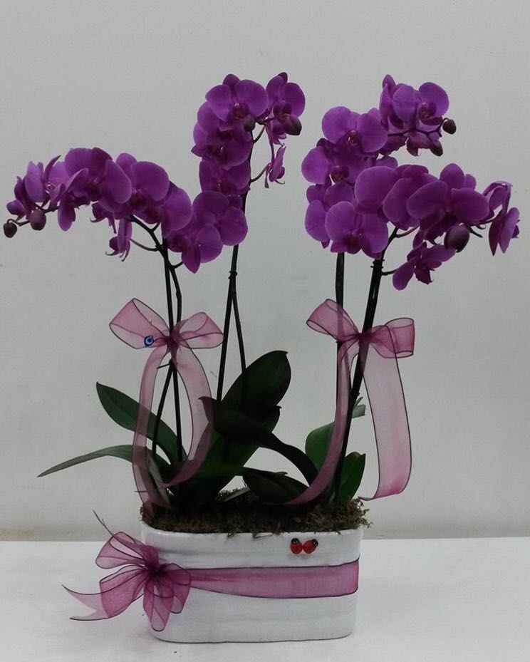 4-koklu-mor-orkide