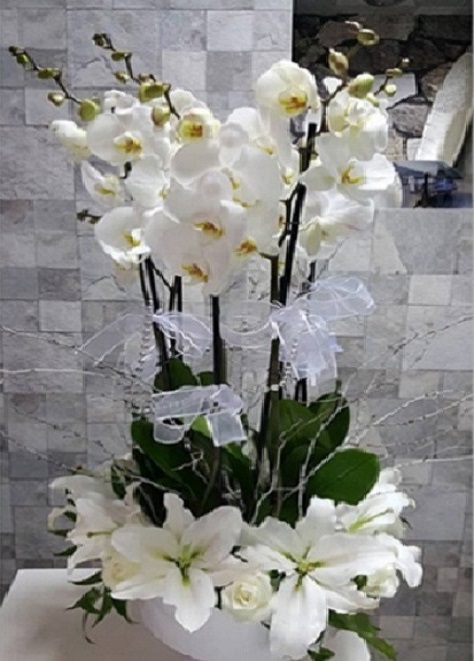 orkide,-lilyumlar