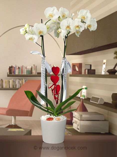 ithal-2.-falli-orkide