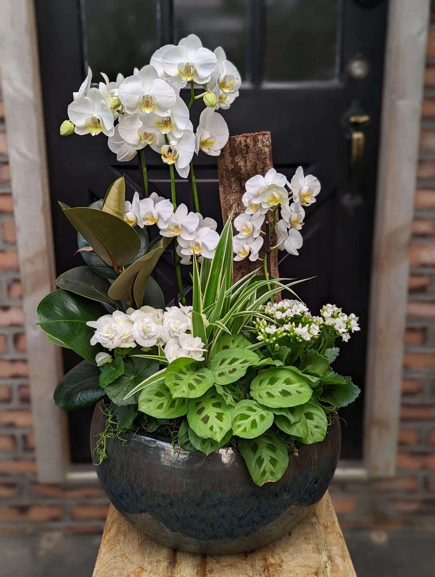 orkideler-bitkiler