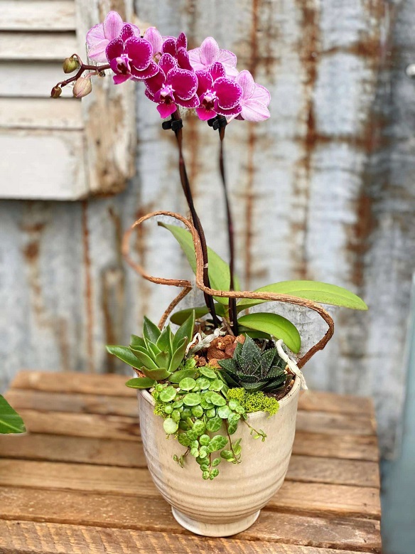 orkide-bitki-arajmani