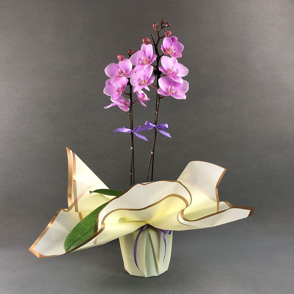 cirfli-orkide