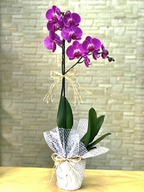 mor-tek-dal-orkide