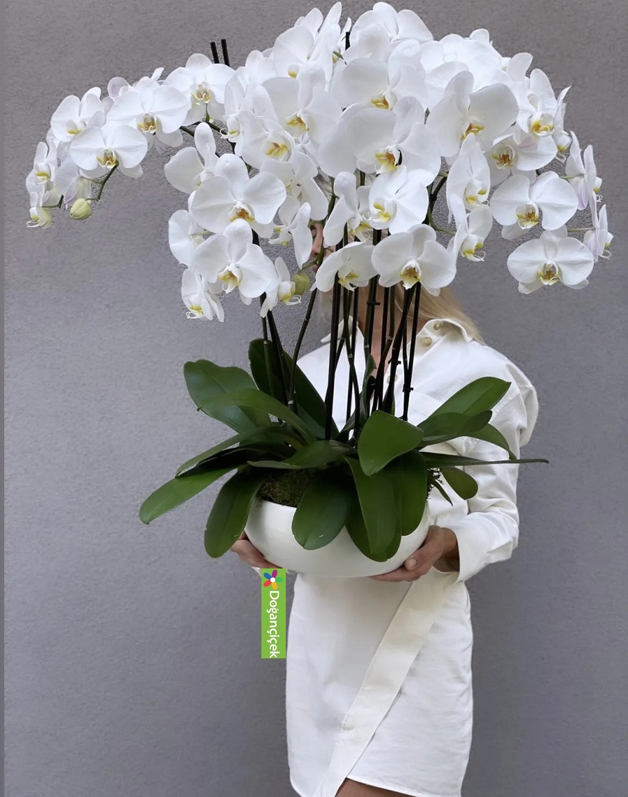 orkide-siparisi-(10dal),, 